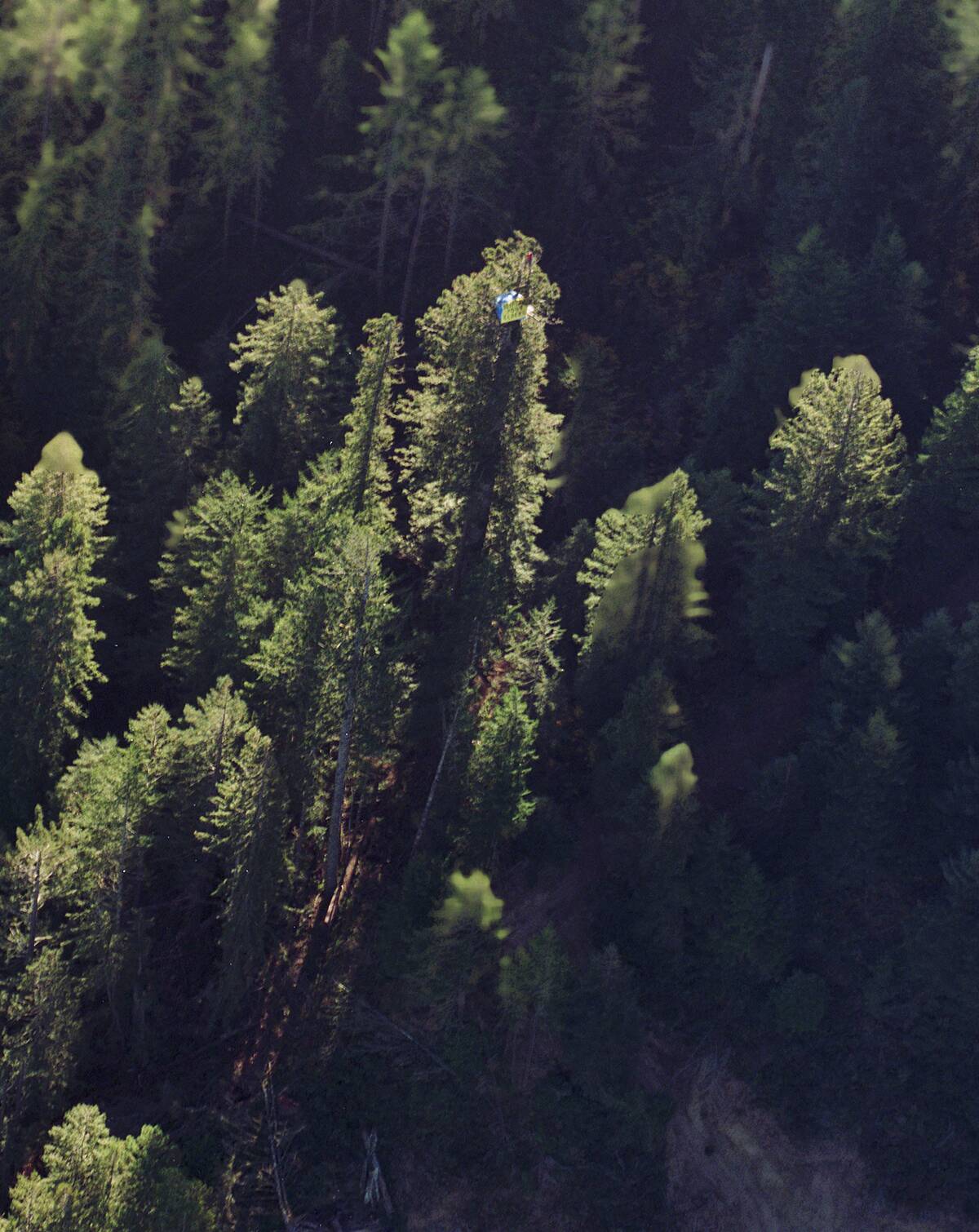 Forest Activist Julia Butterfly Hill...