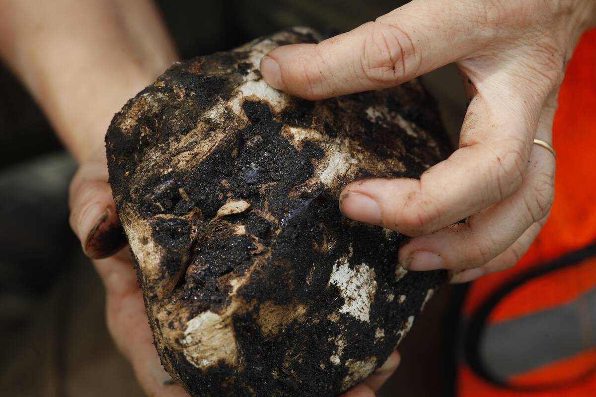 Fossils Unearthed At METRO Construction Site