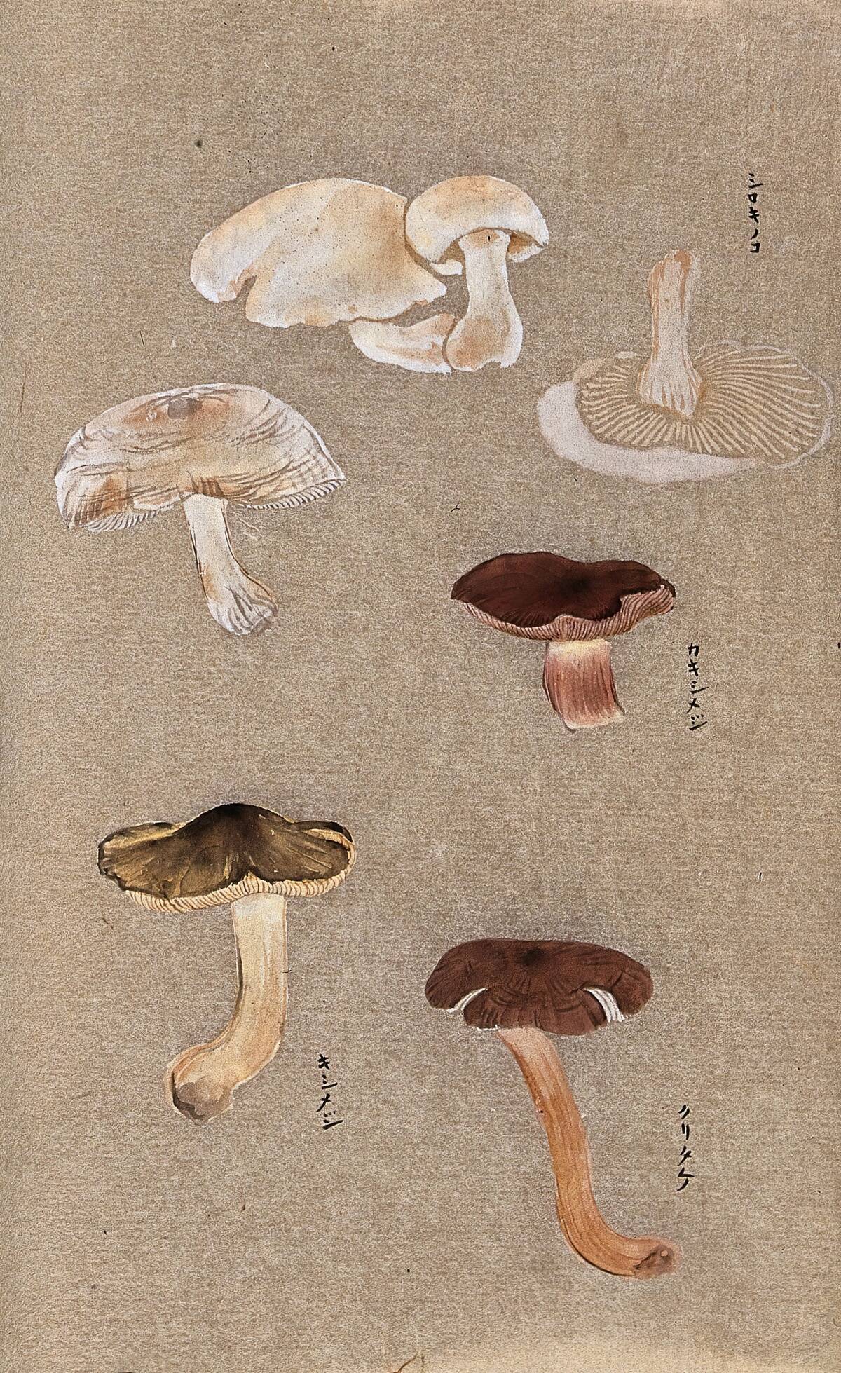 Four Types Of Fungi