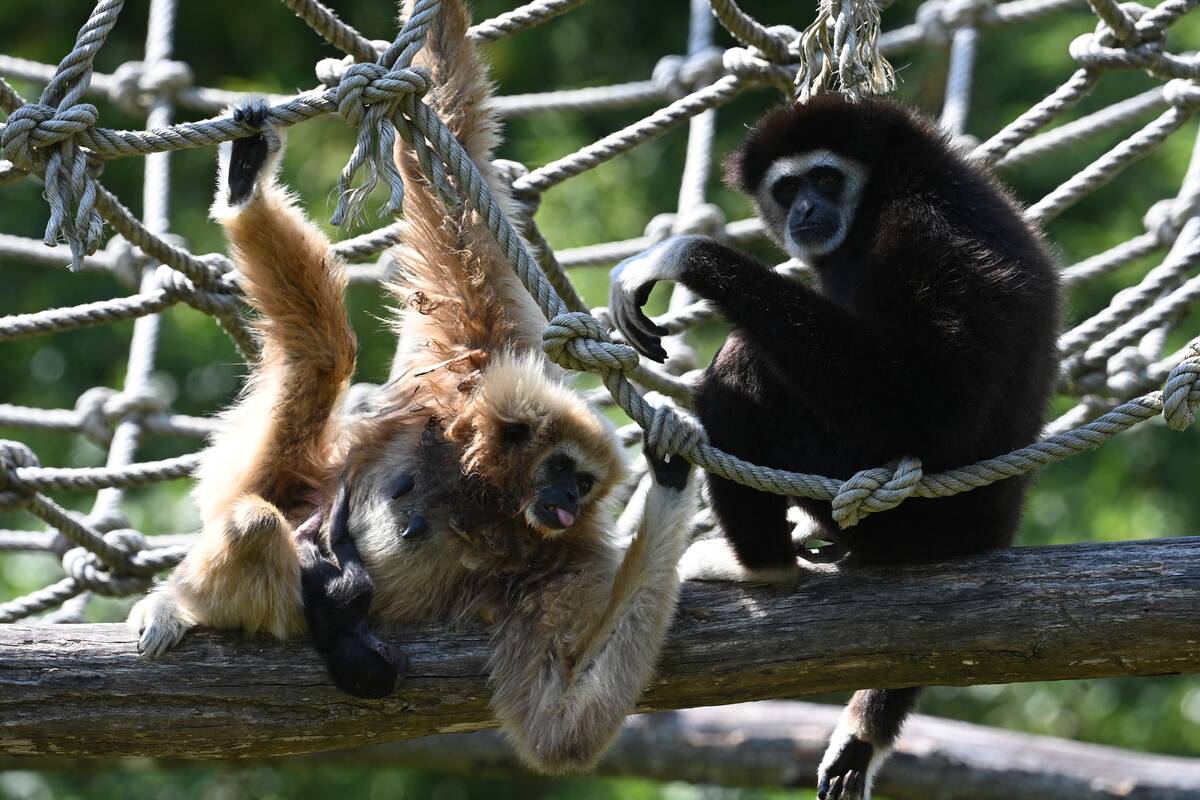 FRANCE-ANIMAL-GIBBON