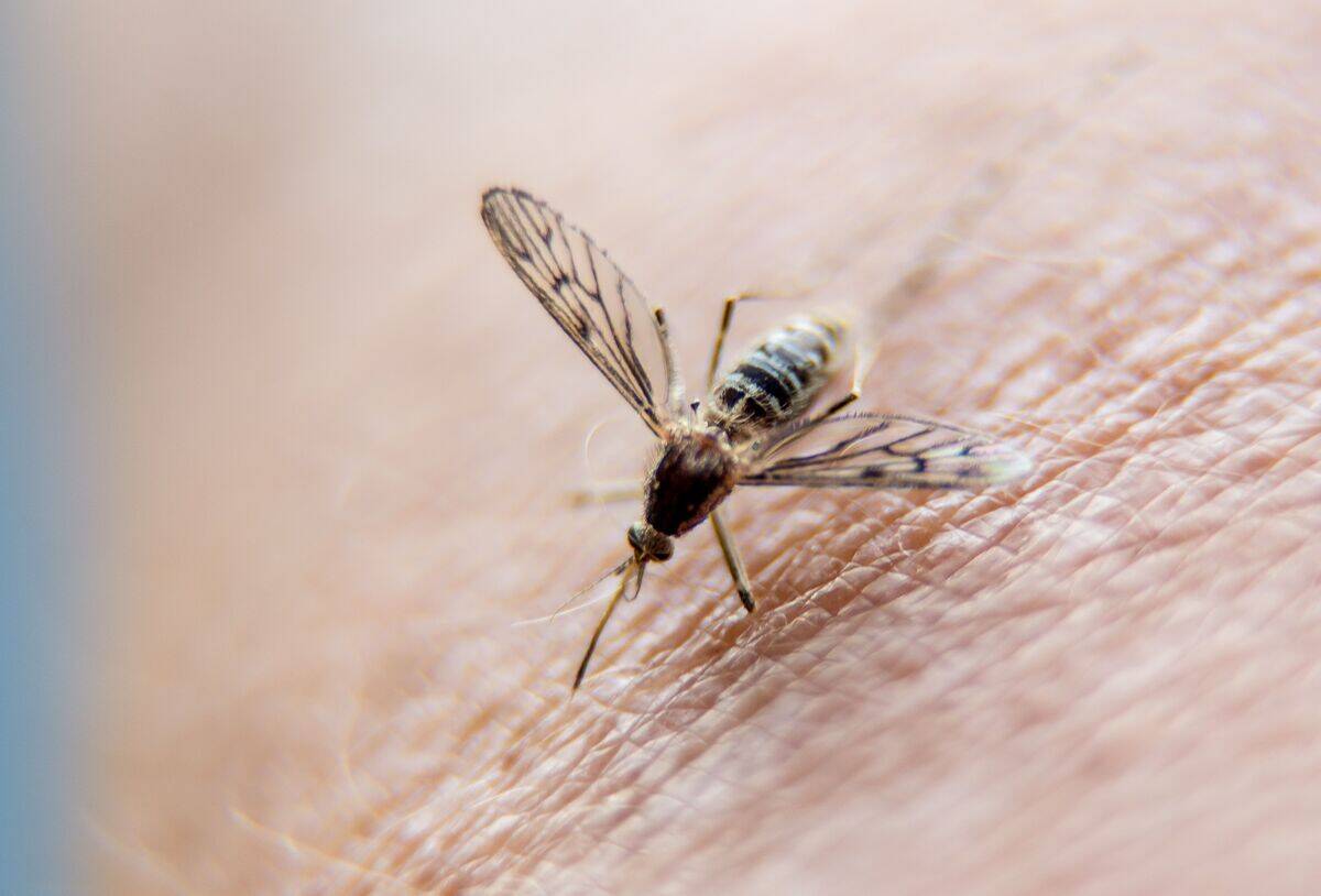 FRANCE-HEALTH-ANIMALS-MOSQUITOES