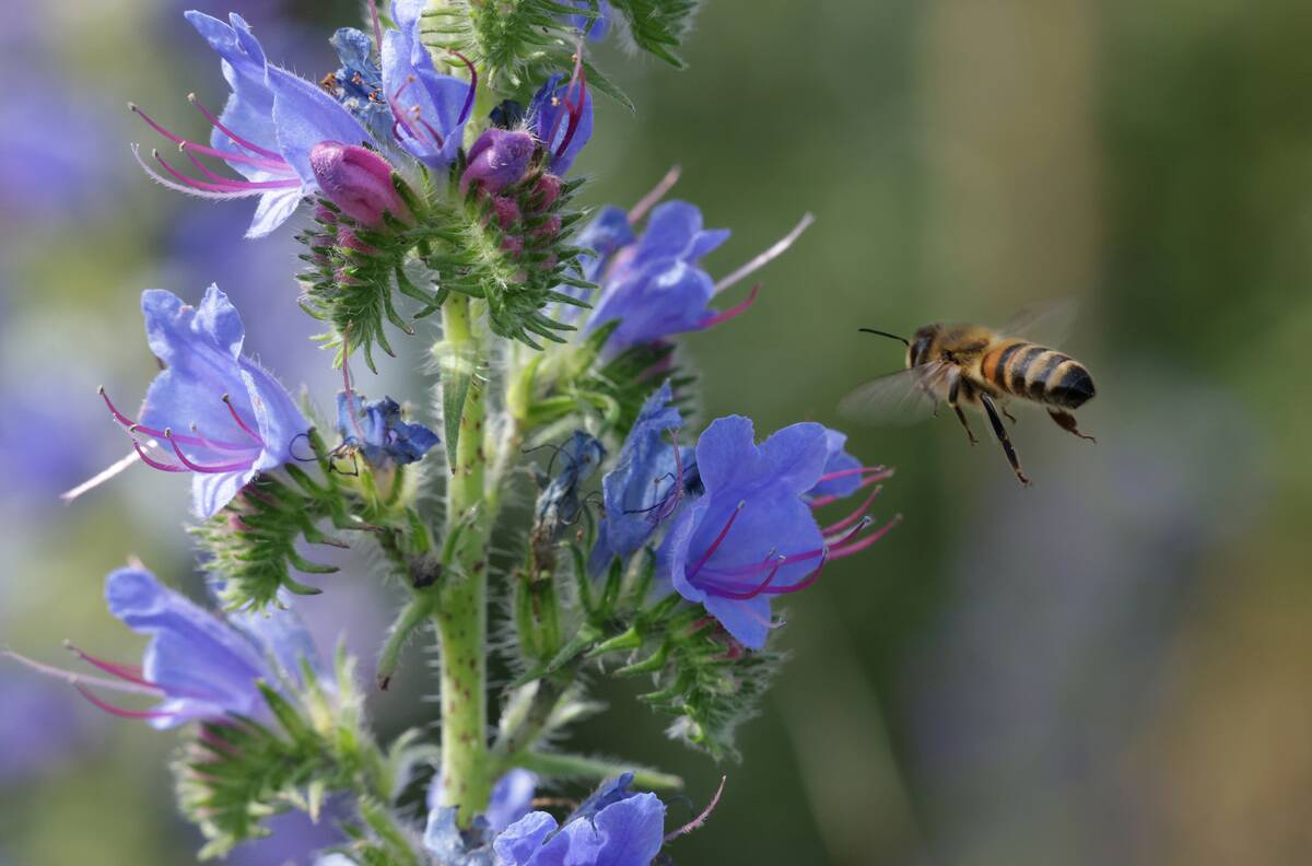 FRANZ Program Promotes Biodiversity In Agriculture