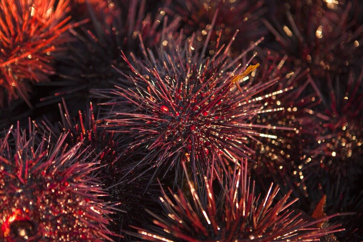 Freshly harvested red sea urchins are unloaded into trucks for transportation to market, Santa Barbara Harbor, California