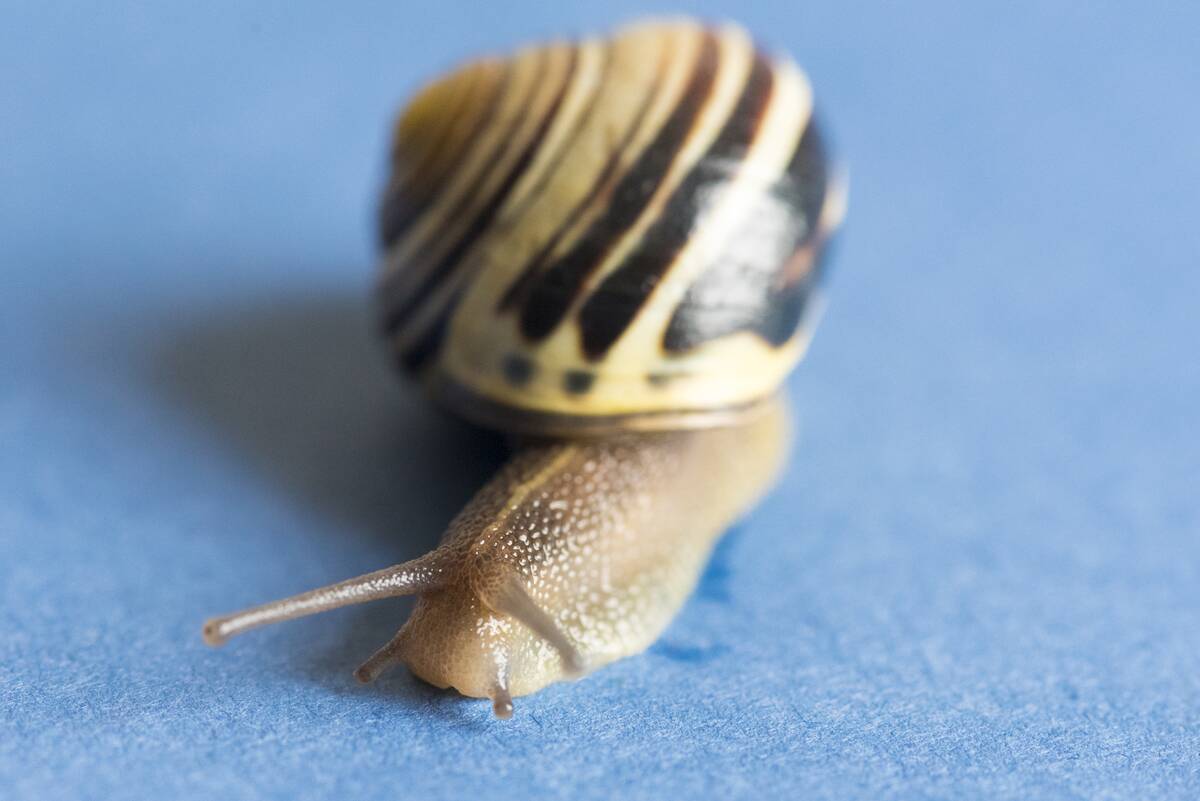 Garden snail over blue background. Cornu aspersum, known by...