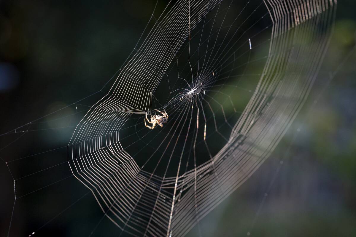 Garden Spider Spinning A Web