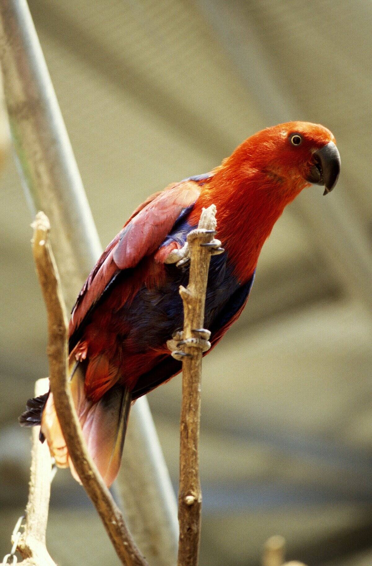Georges And His Parrots In France In June, 1998.