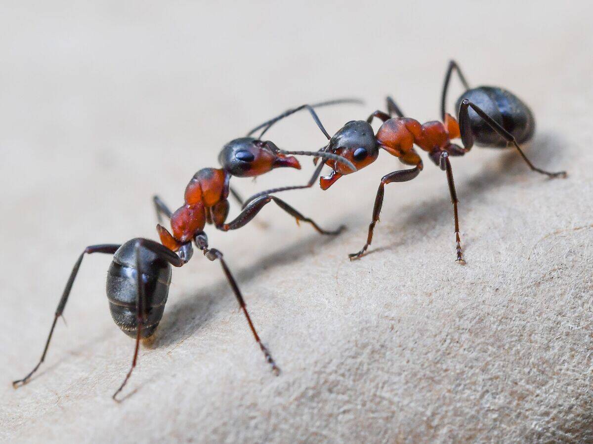 GERMANY-ANIMALS-ANT