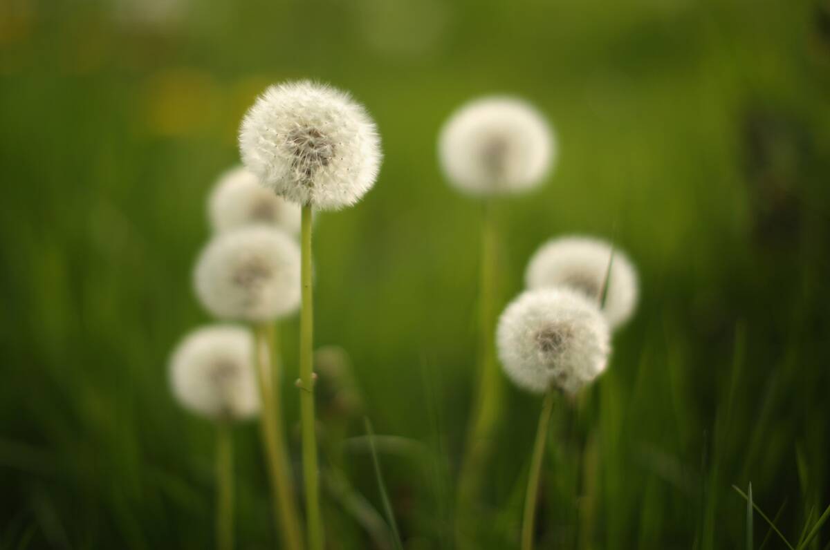 Global - Standalone Images