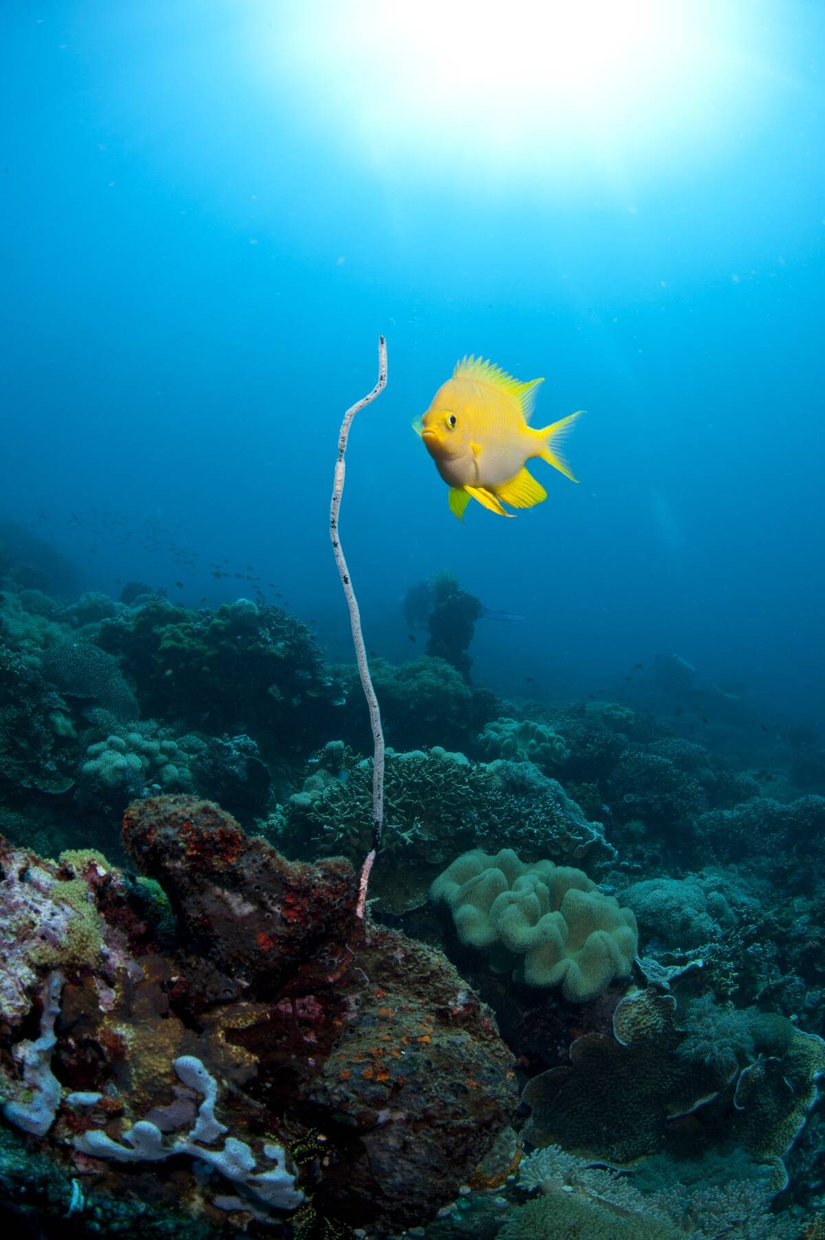 Golden damselfish (Amblyglyphidodon aureus)...