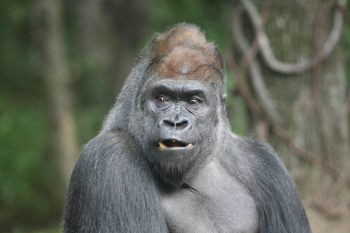 Gorilla Species Survive In Captivity, Greatly Endangered In The Wild