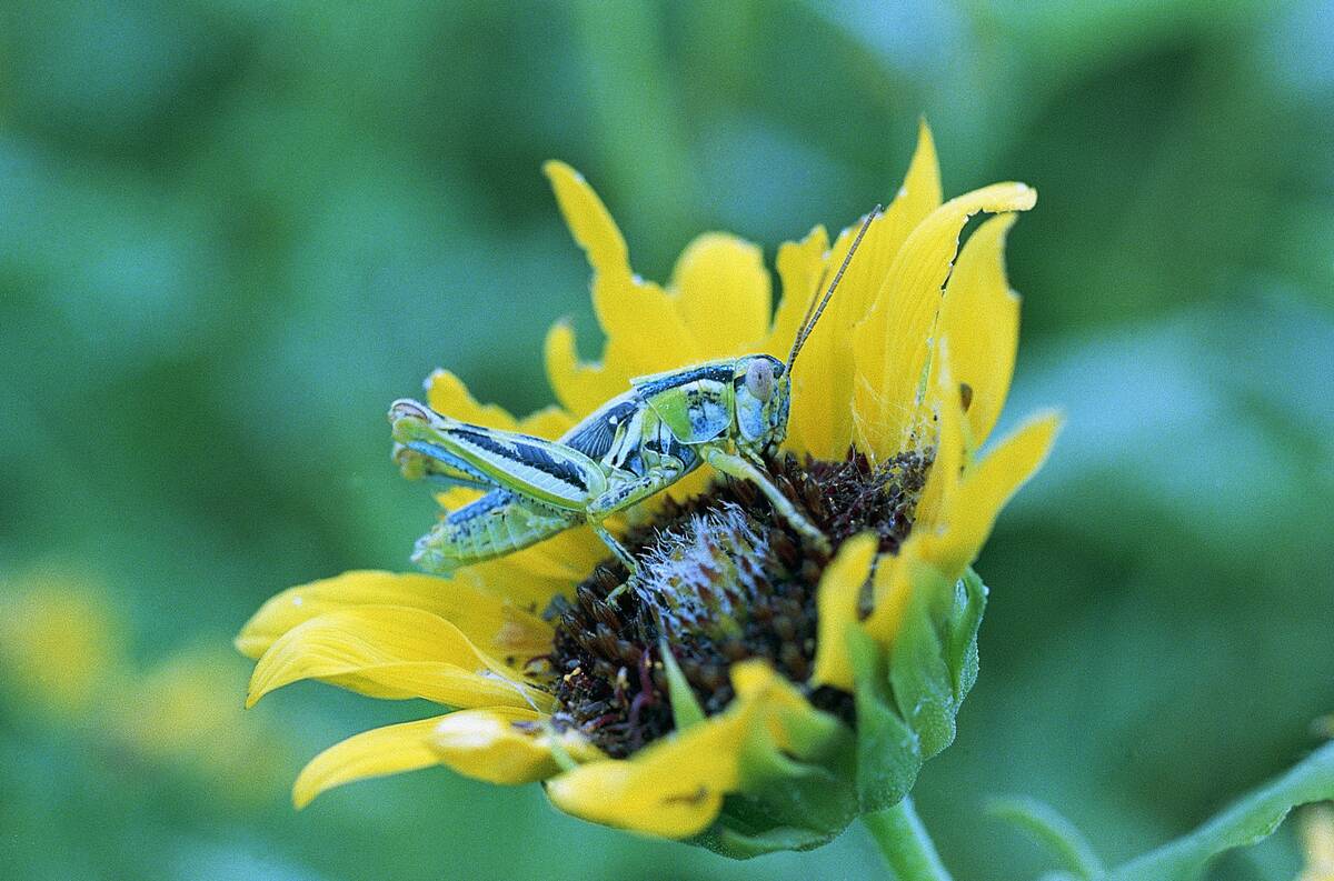 Grasshopper on Sunflower