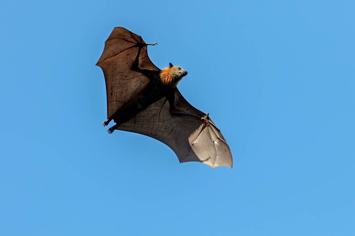Grey-headed Flying Fox Pteropus poliocephalus