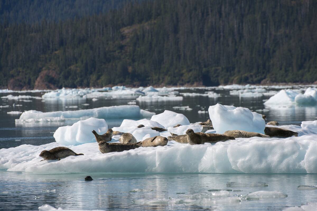 Harbor seals (Phoca vitulina) resting on icebergs in LeConte...