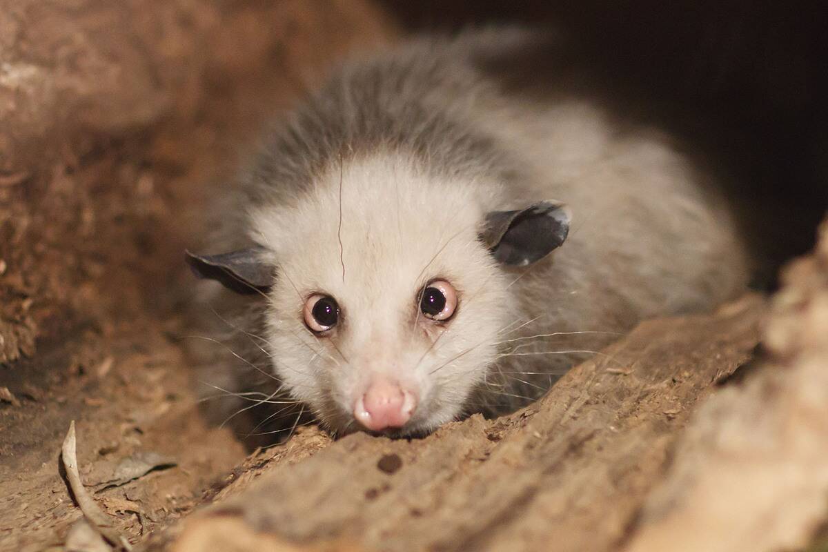 Heidi The Opossum Moves To New Quarters At Leipzig Zoo