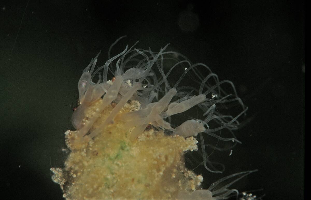 Hydra, Hydra, Germany, Bavaria