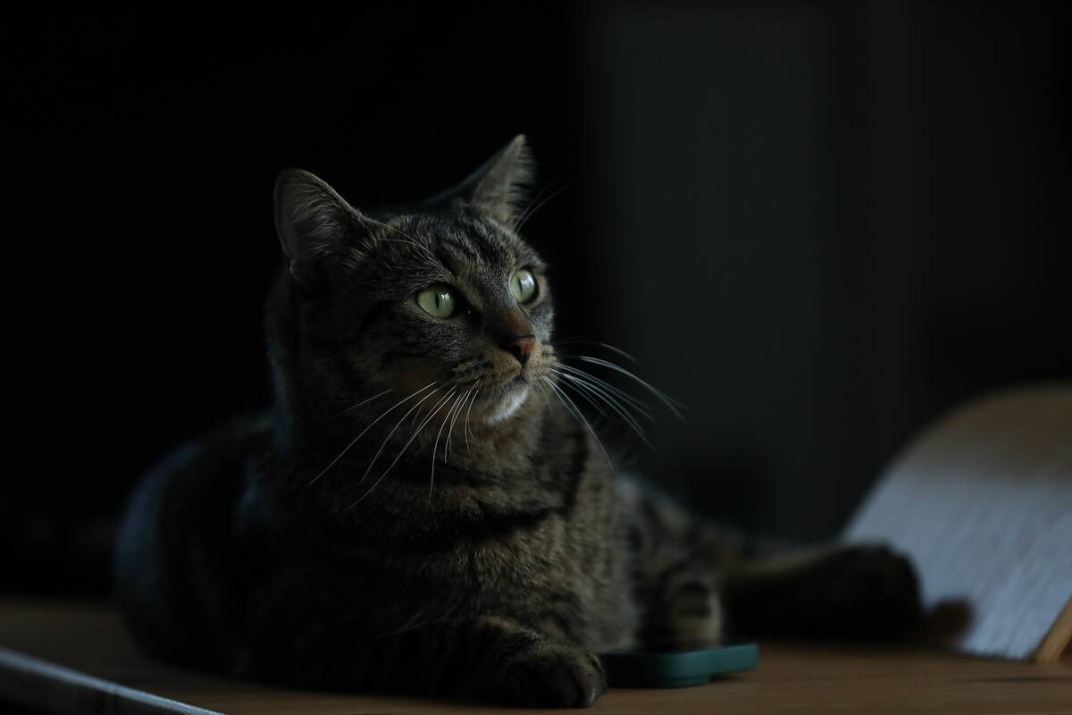 Illustrations Of A Cat In An Apartment