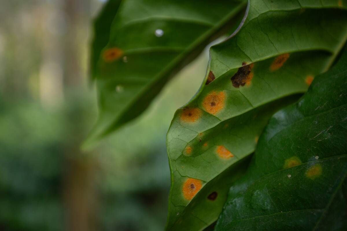 Indian Coffee Growers Forced To Adapt To Climate Change