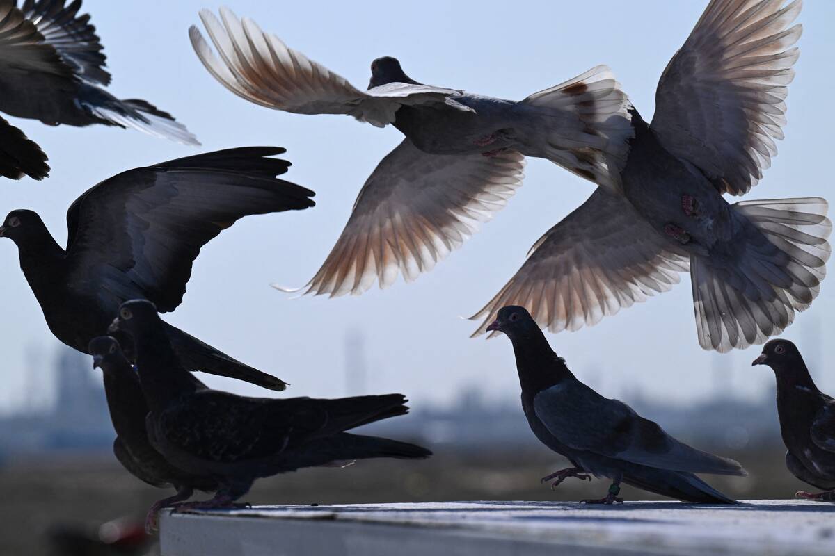 IRAQ-ANIMAL-PIGEON