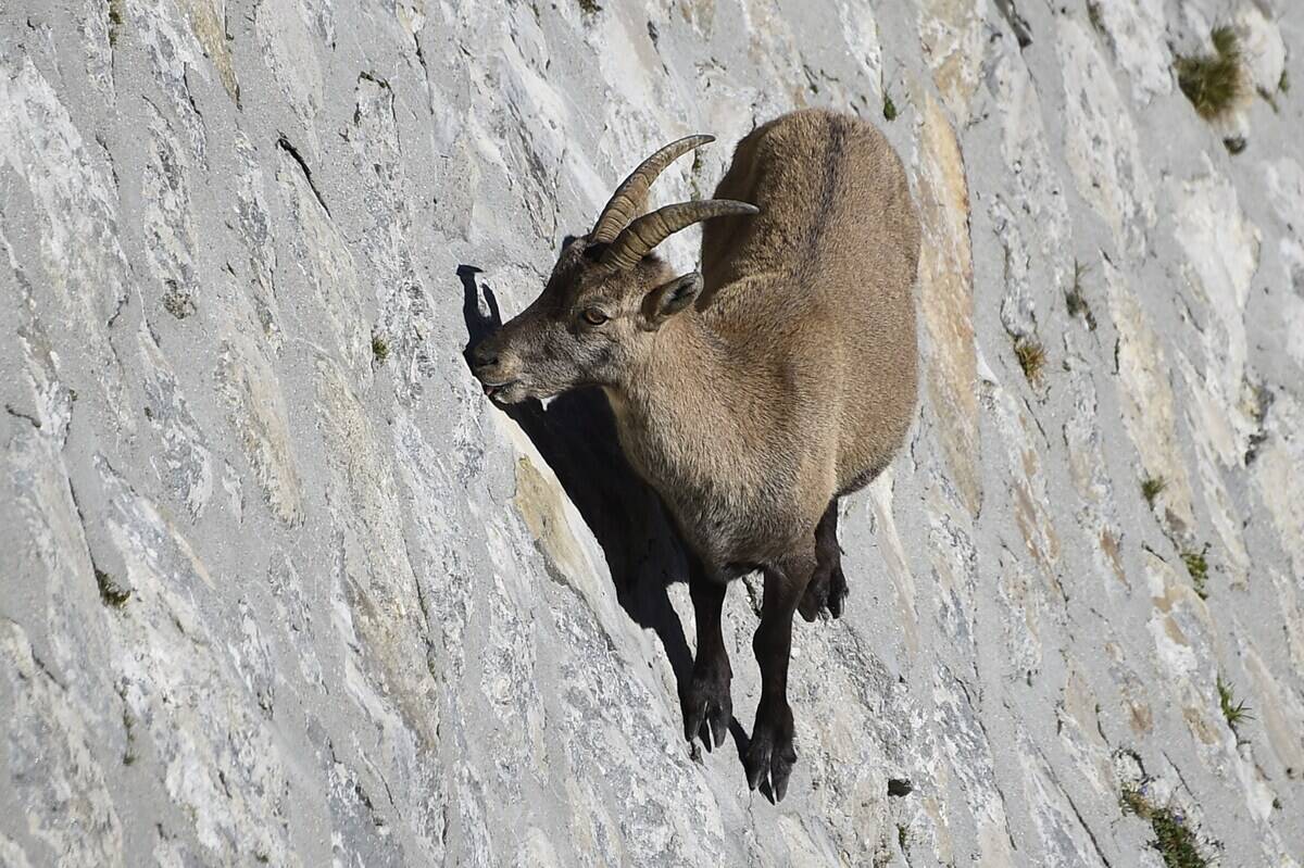 ITALY-NATURE-ALPS-ANIMAL