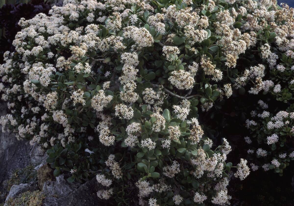 Jade plant (Crassula ovata)...