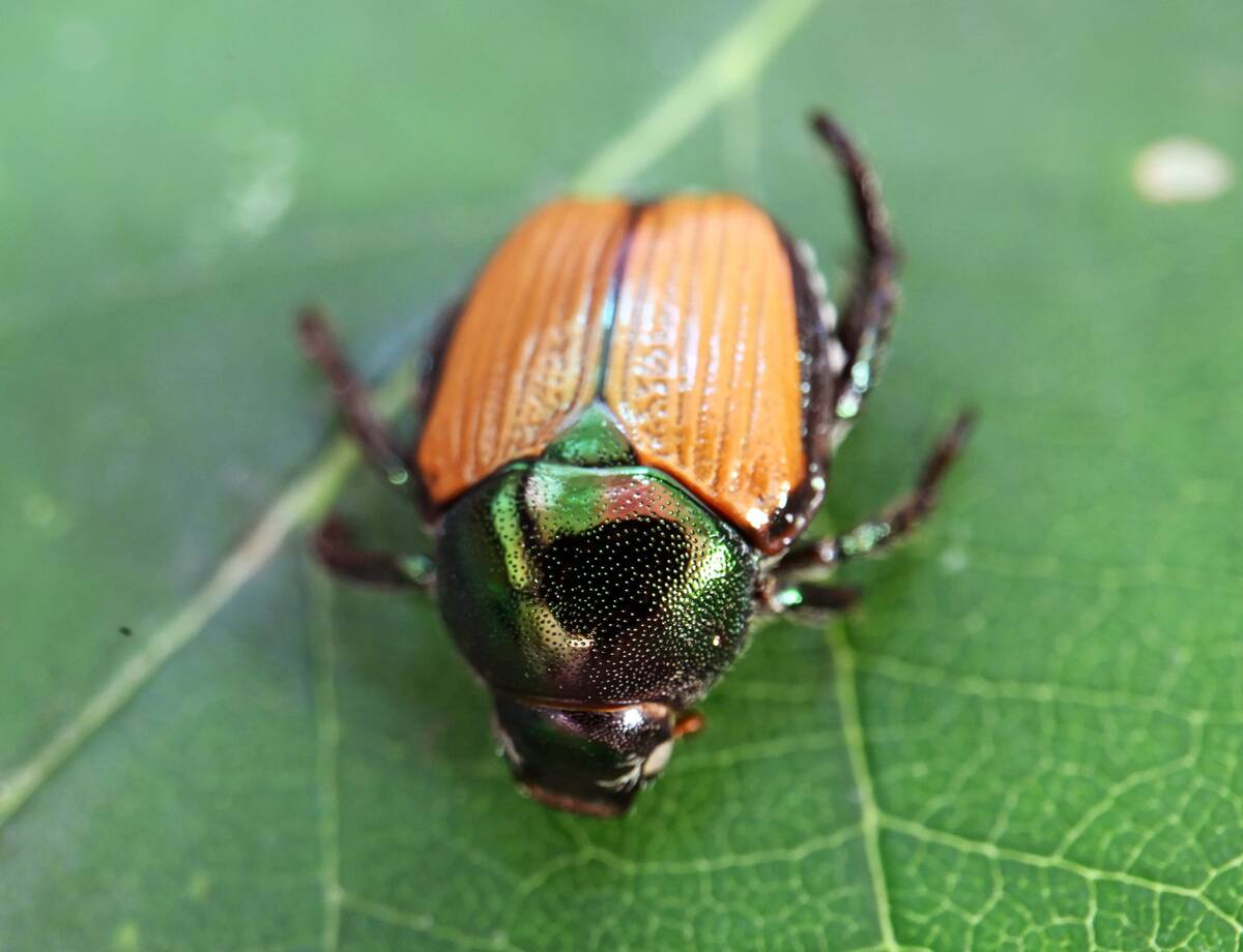 Japanese beetle
