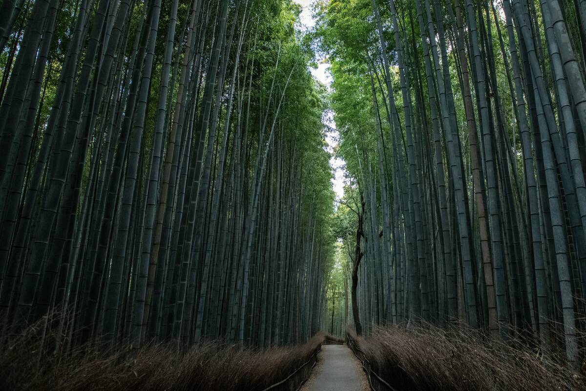 Japan's Tourism Sector Hit By Coronavirus Outbreak