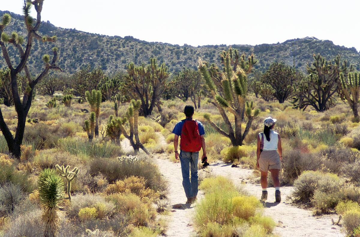 Joshua Trees Within East Mojave (CA) National Scenic Area