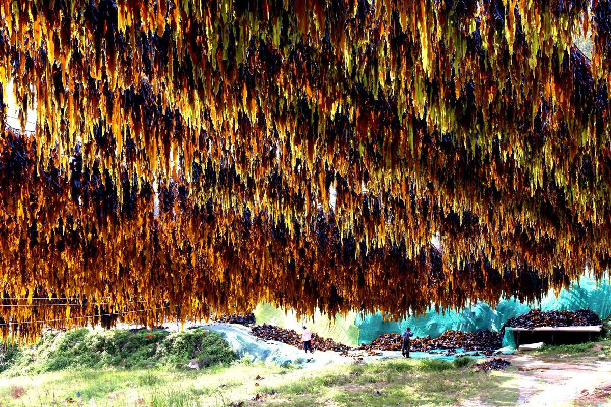 Kelp Enters Harvest Season In Xiapu