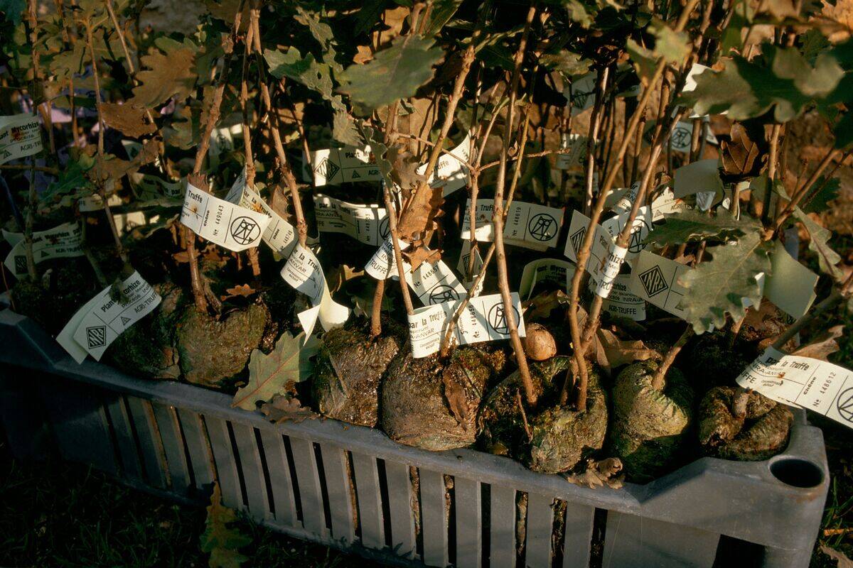 LA TRUFFE