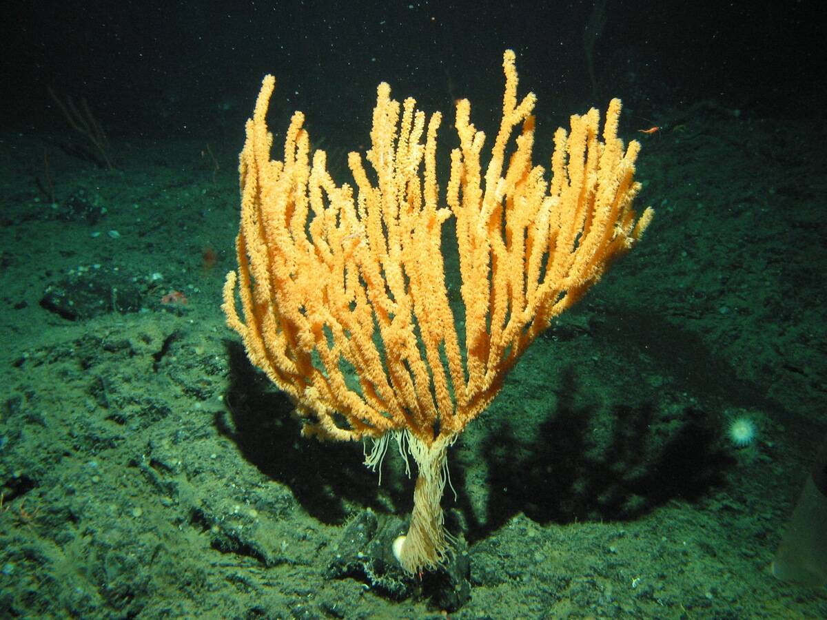 Large bamboo coral with galatheid crabs and sweeper tentacles