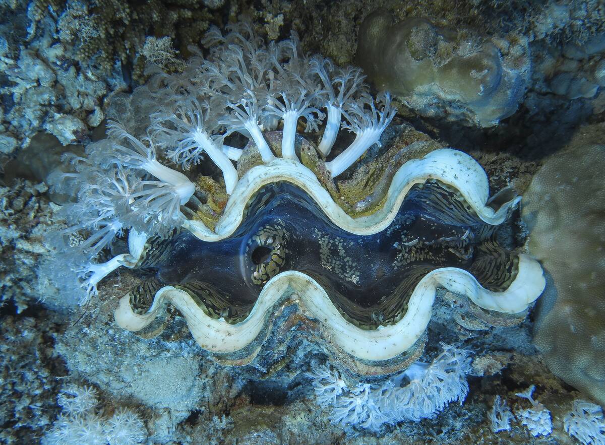 Large giant clam Tridacna maxima on hard corals, underwater photo, dive site The Islands, Dahab, Gulf of Aqaba, Red Sea, Sinai, Egypt