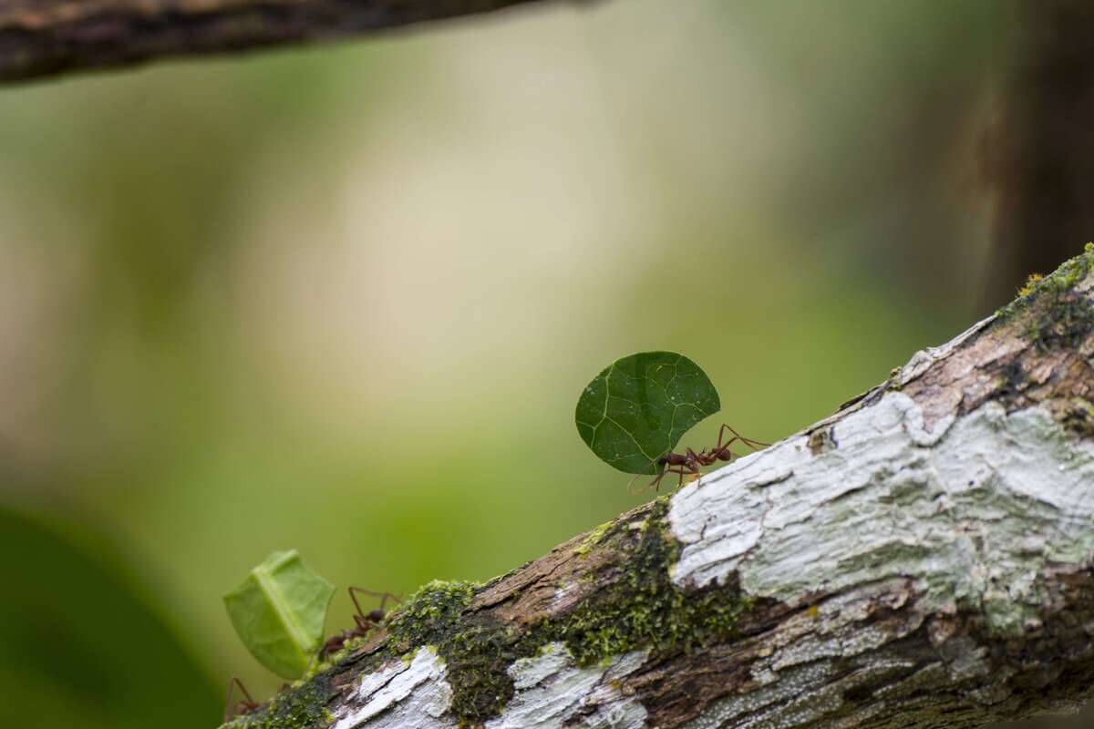 Leafcutter ants carry sections of leaves larger than their...