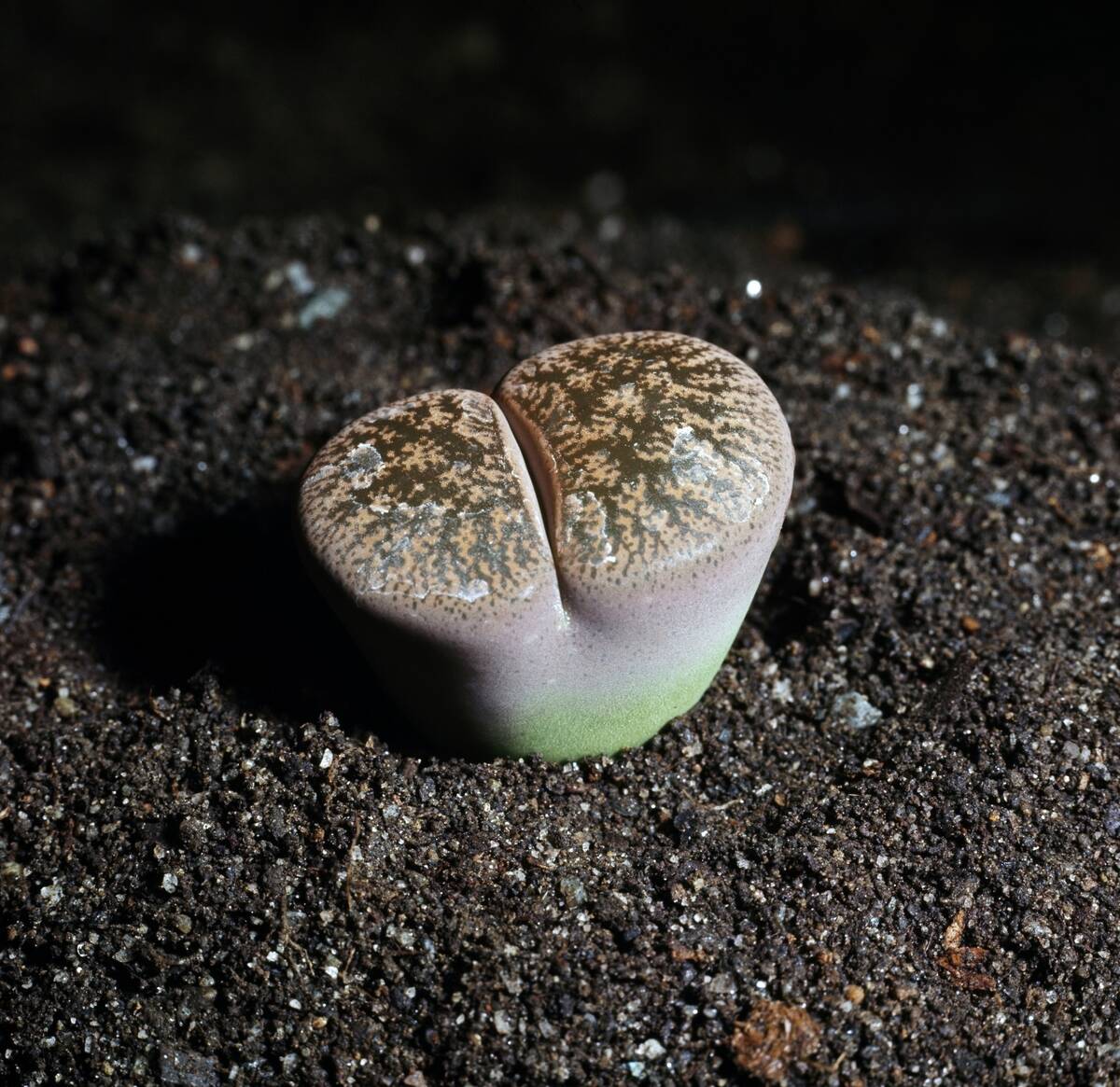 Lithops lesliei...