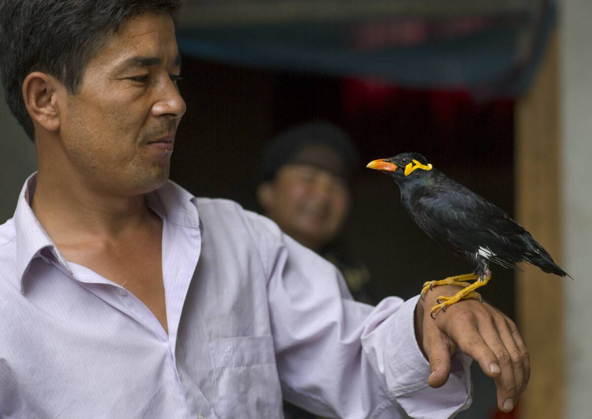 Man holding a mynah bird, Keriya, Old town, Xinjiang Uyghur Autonomous Region, China...