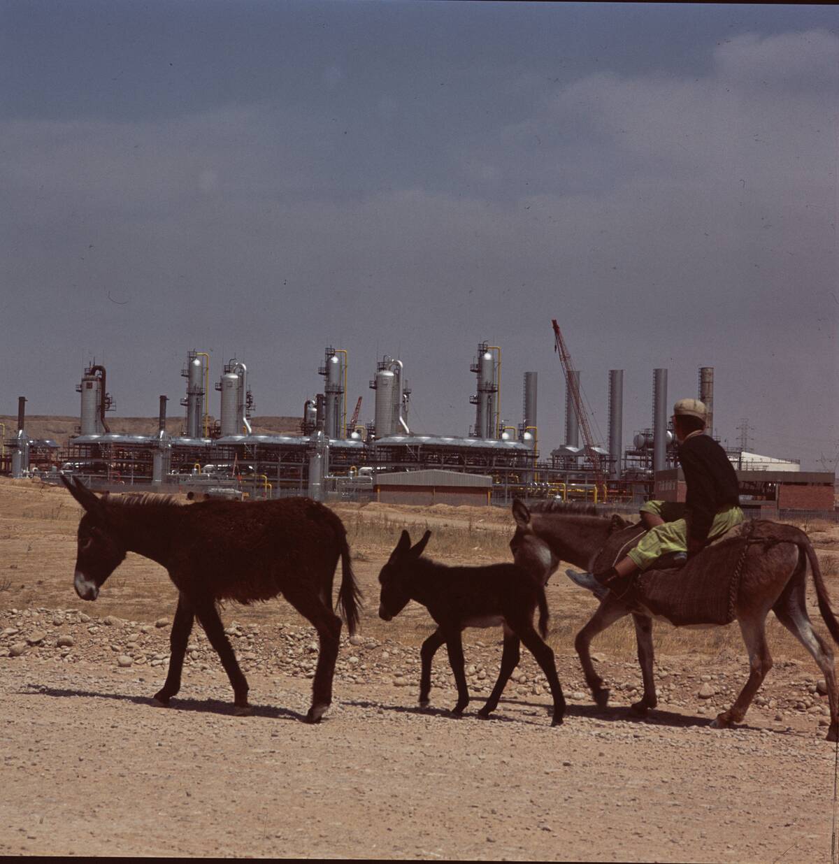 Man with Donkeys in Front of the Bid Boland Gas Treatment Center