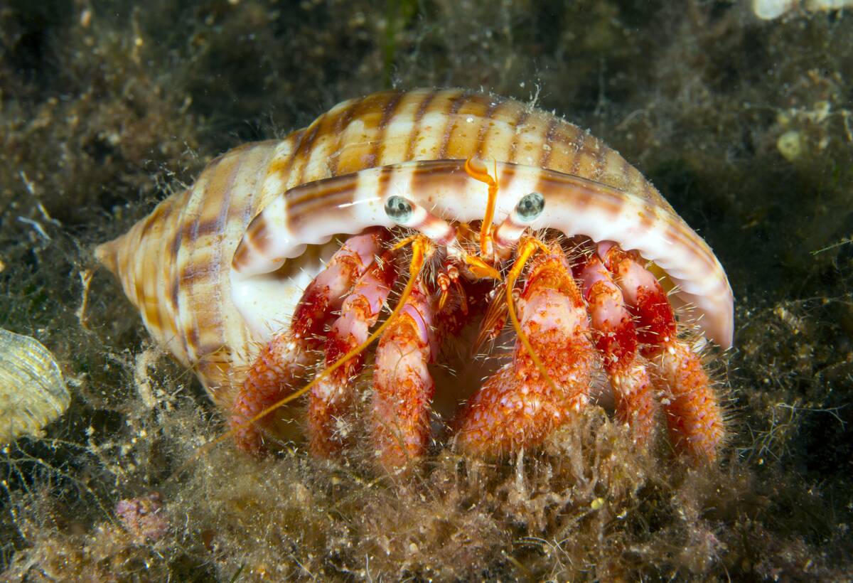 Marine life in Turkiye's Balikesir