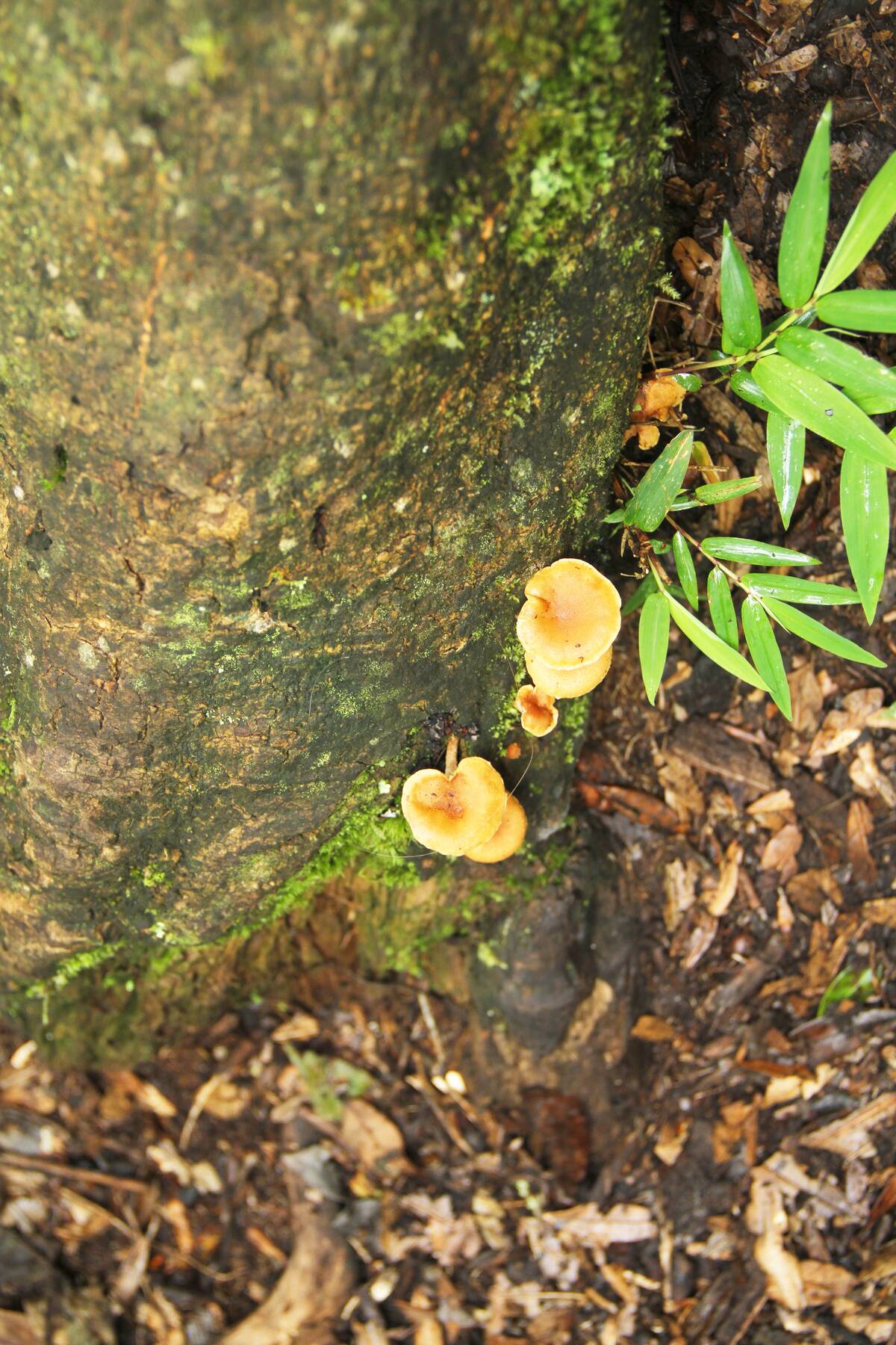 Minas Gerais. MG. Green Hill. Brazil. nameko. Mushroom in the trunk