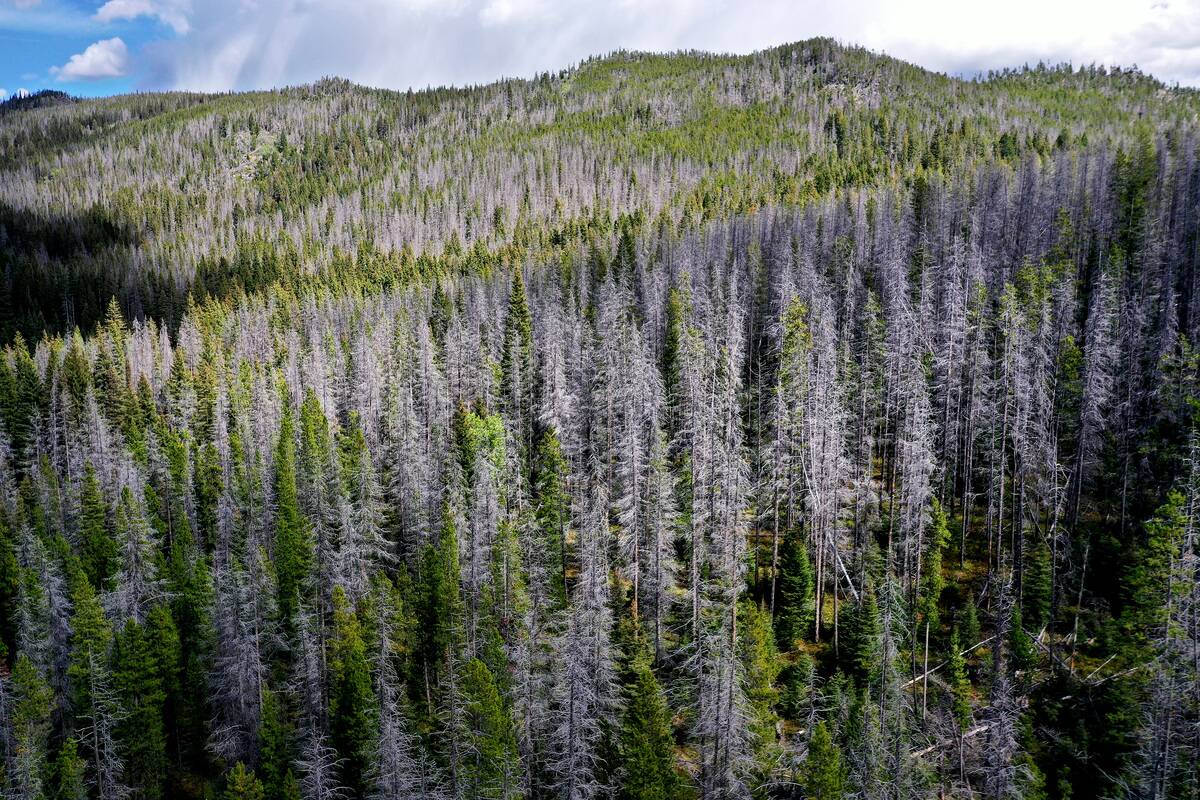 Montana Forests Struggle With Climate Change