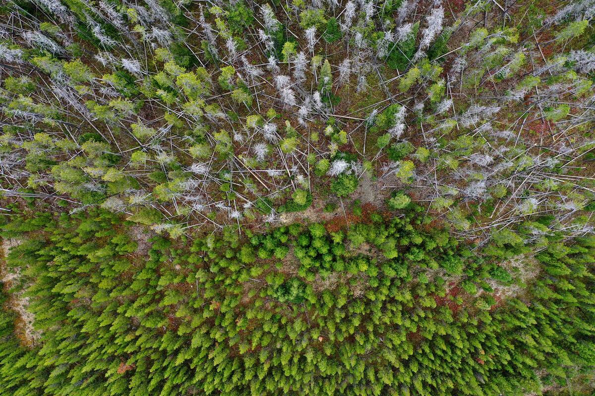 Montana Forests Struggle With Climate Change