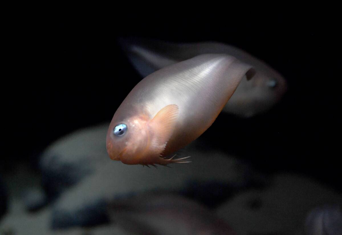 Monterey Bay Aquarium Showcases Rare Deep-sea Life In New $15USD Exhibition