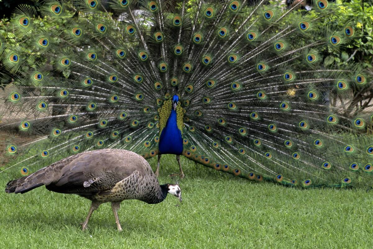 Morocco, Marrakech, Peacock Displaying For Peahen...