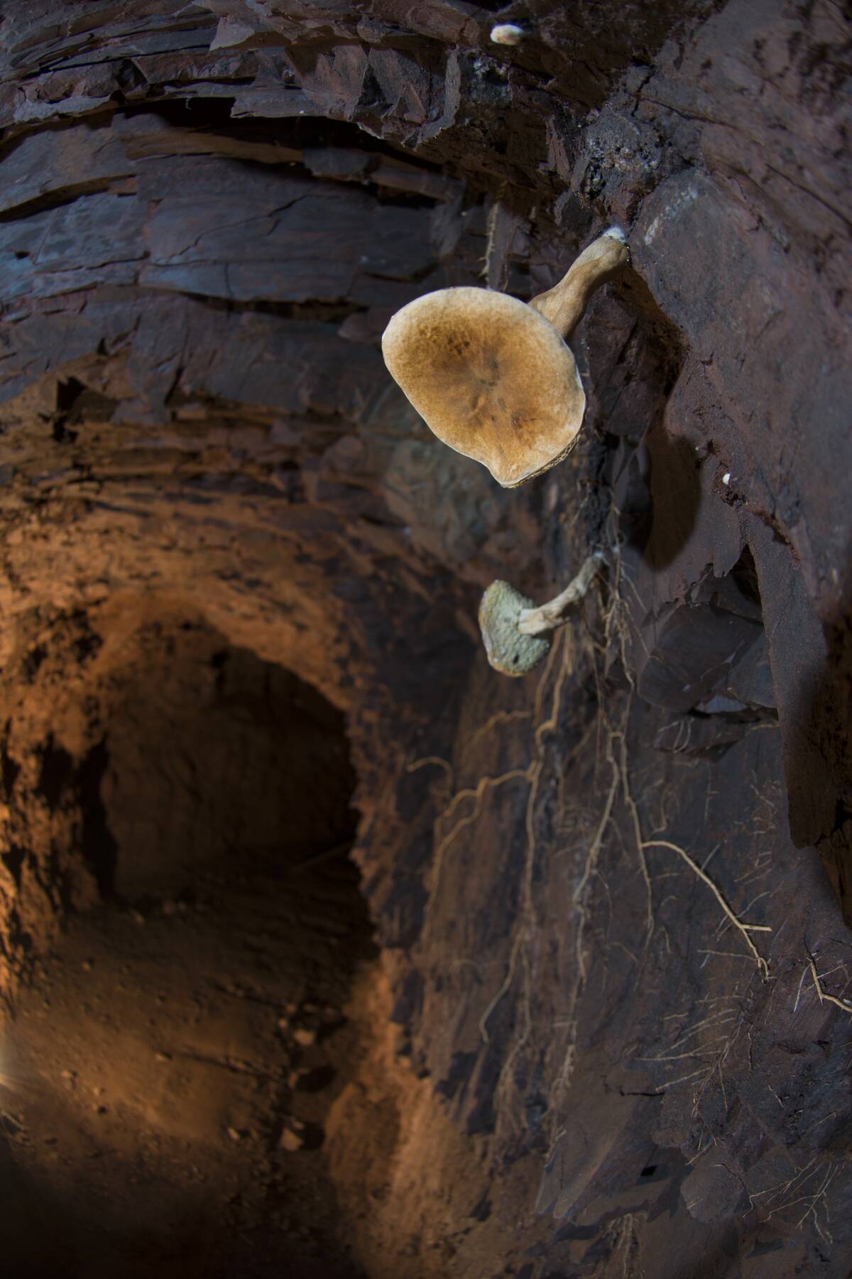 Mushrooms born on a wall inside an old abandoned manganese mine