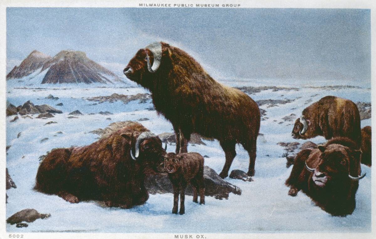 MUSK OX