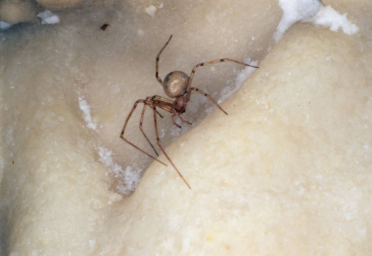 Nesticus eremita cave spider, Frasassi caves