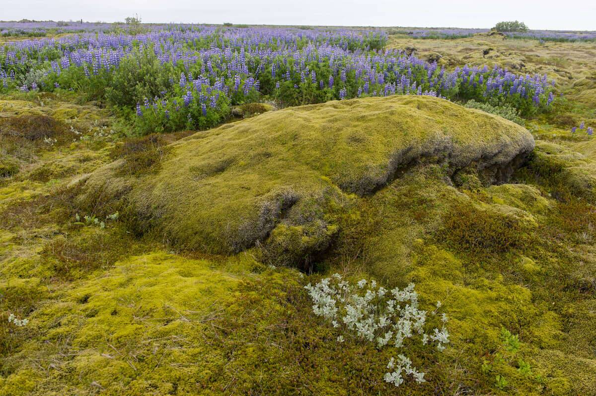 Nootka lupines (Lupinus nootkatensis) with Arctic willow (...
