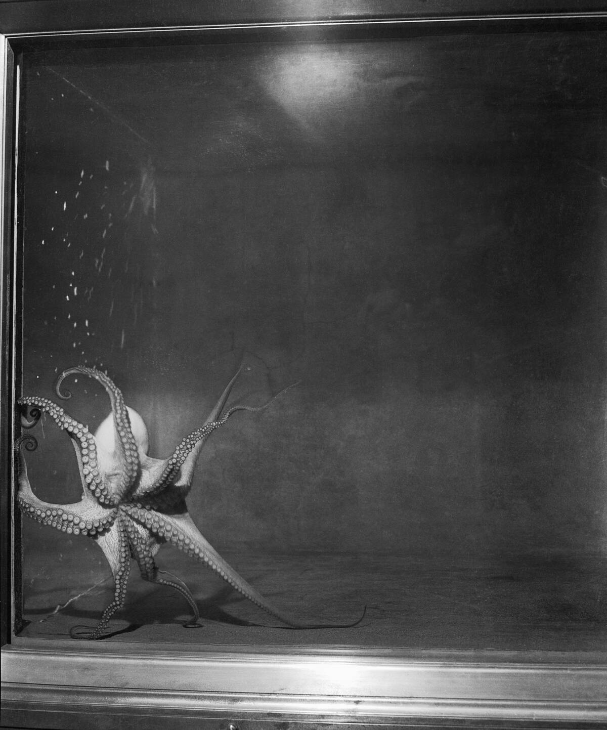 Octopus on Exhibition