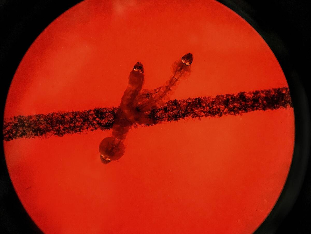 Orange County Register Archive