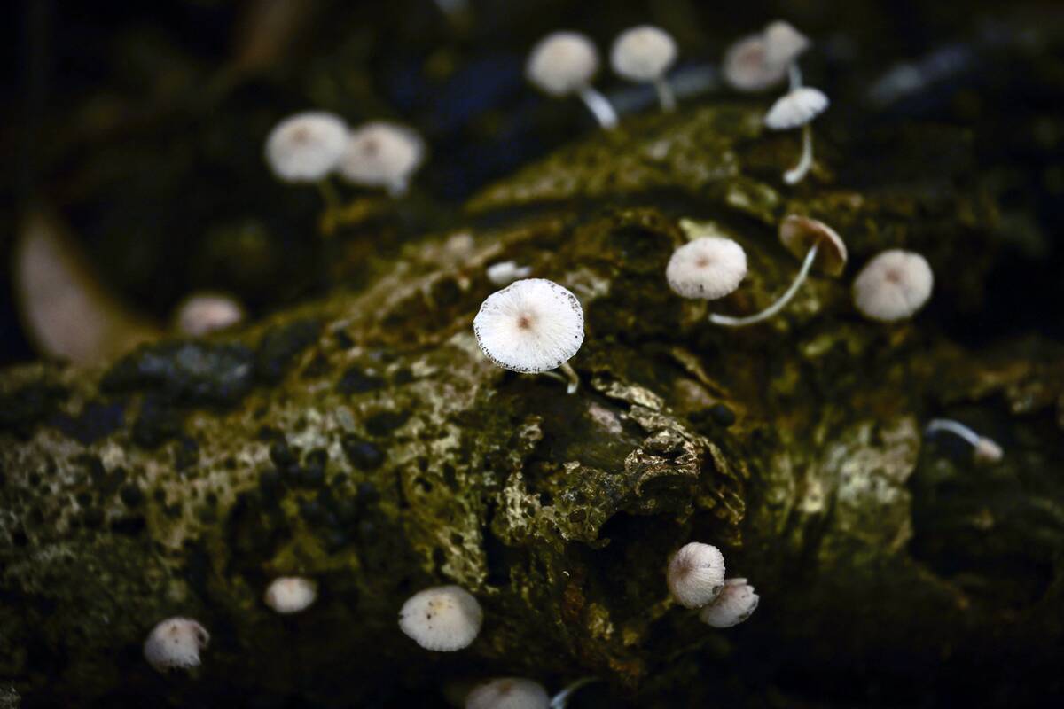 PANAMA-ENVIRONMENT-NATURAL-PARK