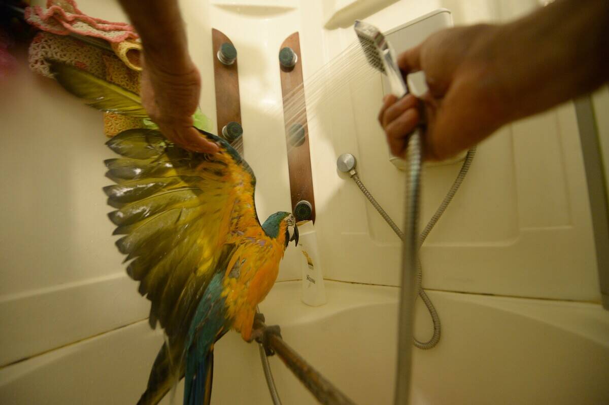 Parrot and man's 20 years long fellowship