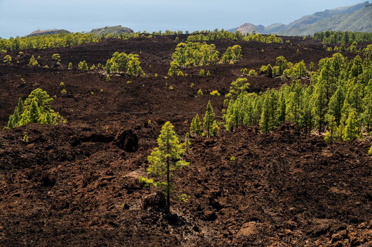 Pine trees growing in a volcanic area of the Teide National...